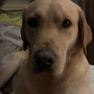 Meet your Posher, Patrick